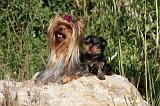 YORKSHIRE TERRIER 421